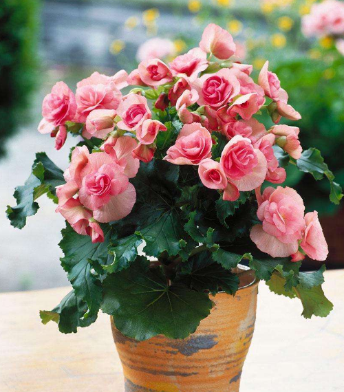 ֲL(fng)ˮW(xu)ϲÔ[ֲ쿴қ_ɷ˛](mi)