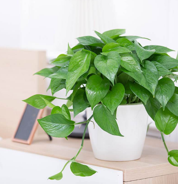 ֲL(fng)ˮW(xu)ϲÔ[ֲ쿴қ_ɷ˛](mi)