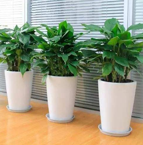 ֲL(fng)ˮW(xu)ϲÔ[ֲ쿴қ_ɷ˛](mi)